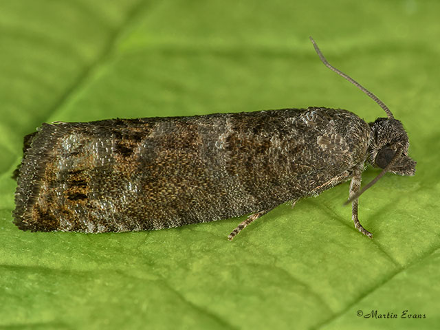  49.224 Spilonota ocellana Copyright Martin Evans 