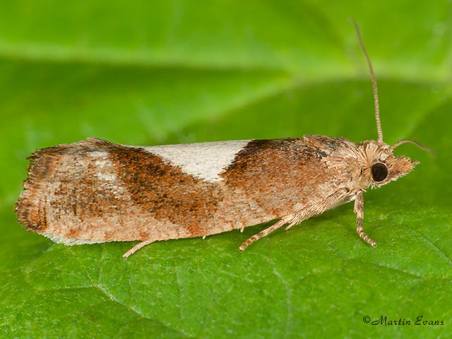  49.233 Epinotia solandriana Copyright Martin Evans 