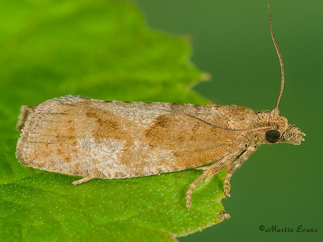  49.233 Epinotia solandriana Copyright Martin Evans 