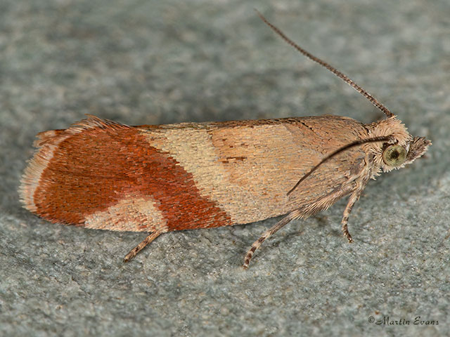  49.238 Epinotia cruciana Copyright Martin Evans 