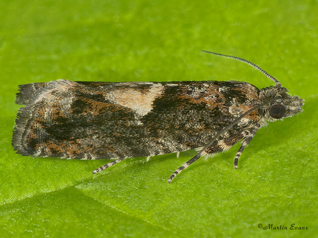  49.240 Epinotia immundana Copyright Martin Evans 