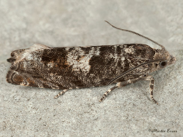  49.240 Epinotia immundana Copyright Martin Evans 