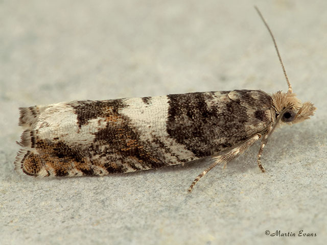  49.243 Epinotia demarniana Copyright Martin Evans 