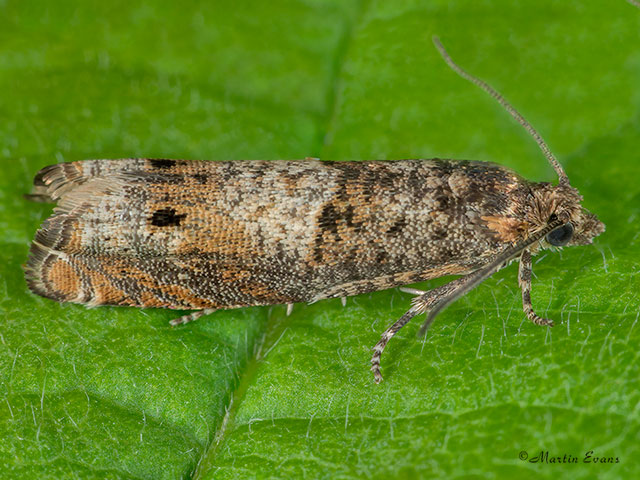  49.245 Epinotia tetraquetrana Copyright Martin Evans 