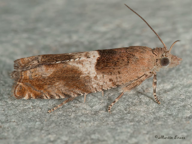  49.248 Epinotia tenerana Copyright Martin Evans 