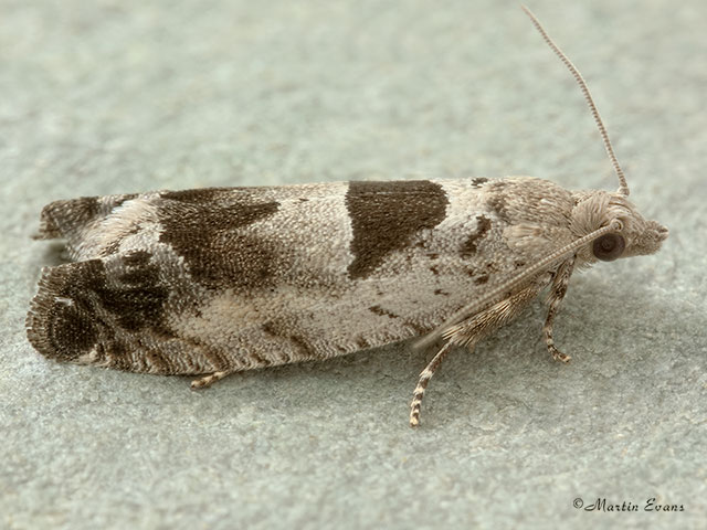  49.249 Epinotia ramella Copyright Martin Evans 