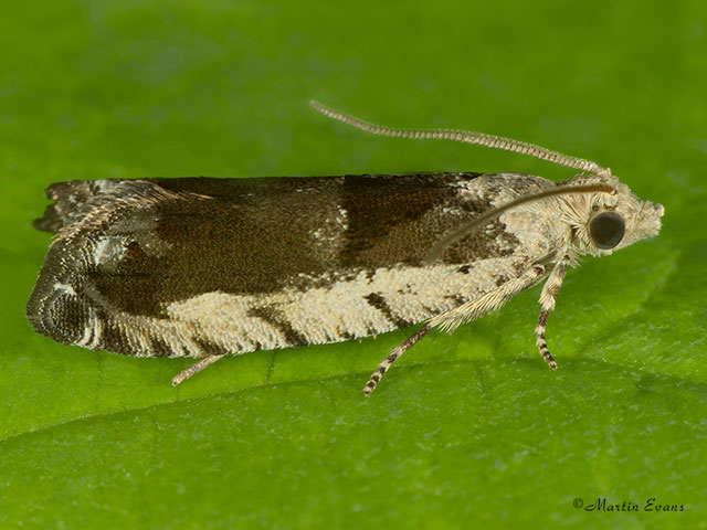  49.249 Epinotia ramella Copyright Martin Evans 