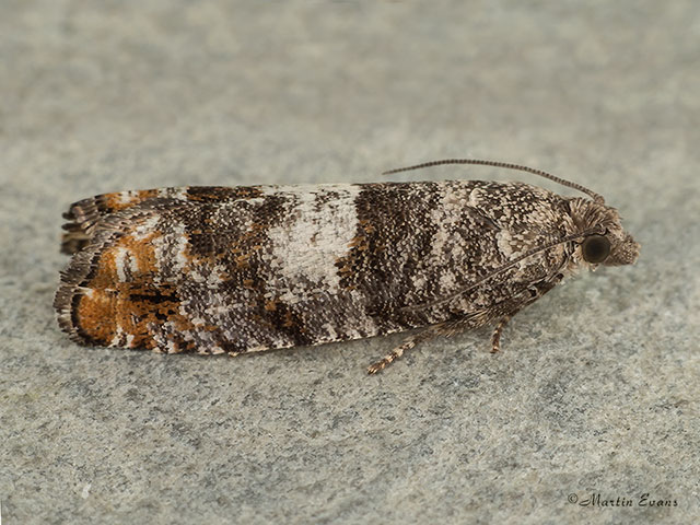  49.251 Epinotia rubiginosana Copyright Martin Evans 