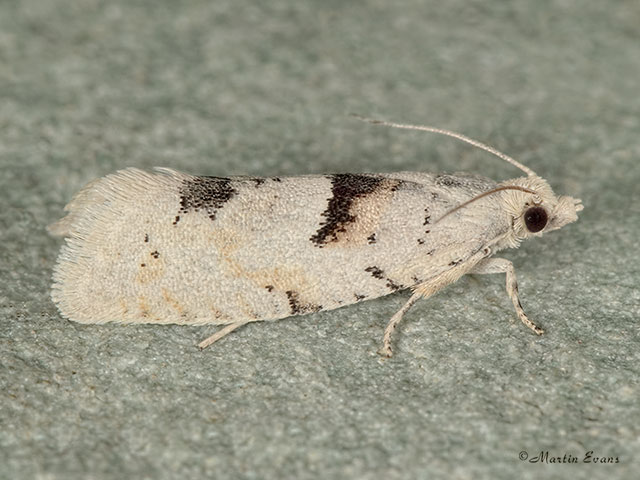  49.254 Epinotia bilunana Copyright Martin Evans 