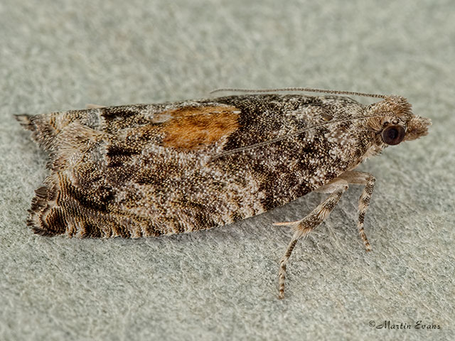  49.255 Epinotia nisella Copyright Martin Evans 