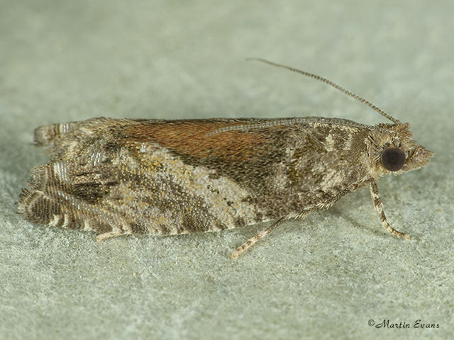  49.255 Epinotia nisella Copyright Martin Evans 