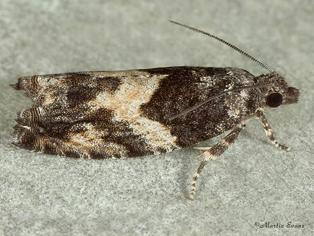  49.255 Epinotia nisella Copyright Martin Evans 