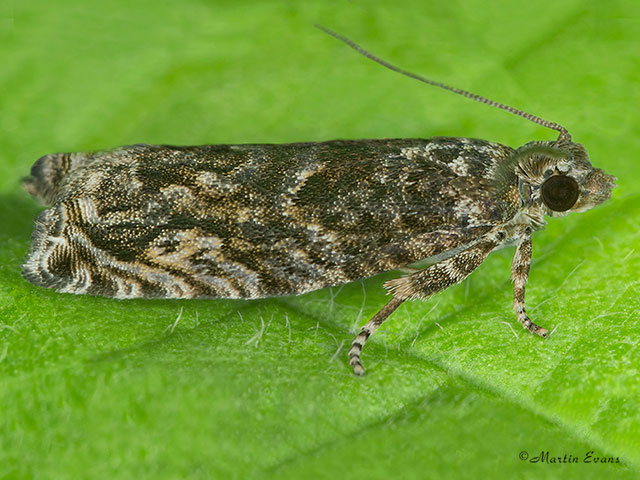  49.256 Epinotia nisella Copyright Martin Evans 