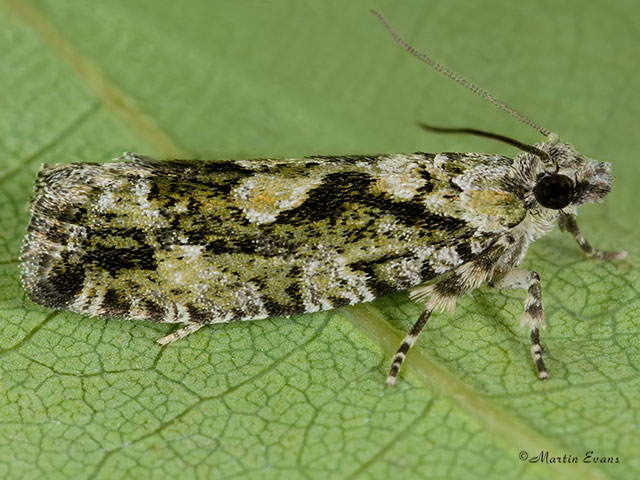  49.260 Zeiraphera isertana Copyright Martin Evans 