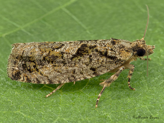  49.260 Zeiraphera isertana Copyright Martin Evans 