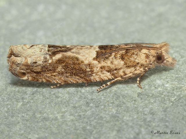  49.261 Crocidosema plebejana Copyright Martin Evans 