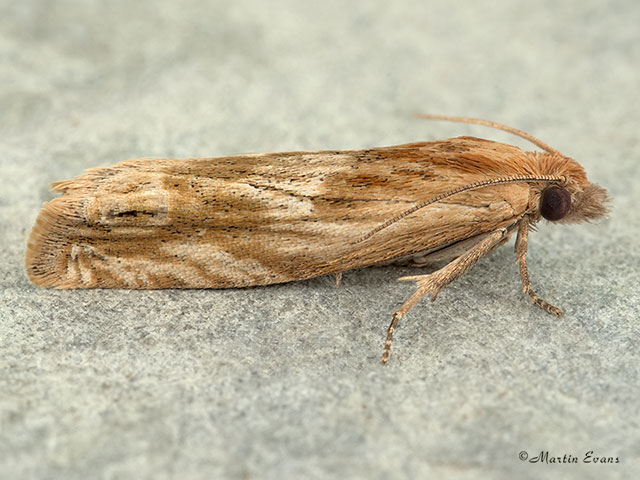  49.265 Eucosma cana Copyright Martin Evans 