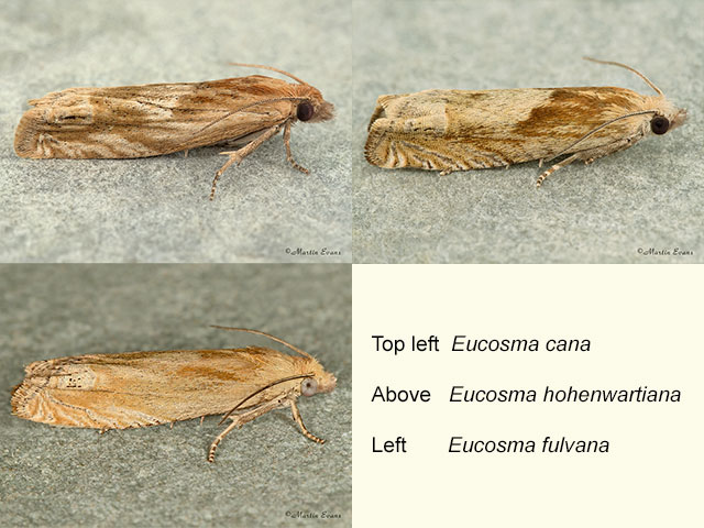  49.265 Eucosma cana, Eucosma hohenwartiana and Eucosma fulvana  Copyright Martin Evans 