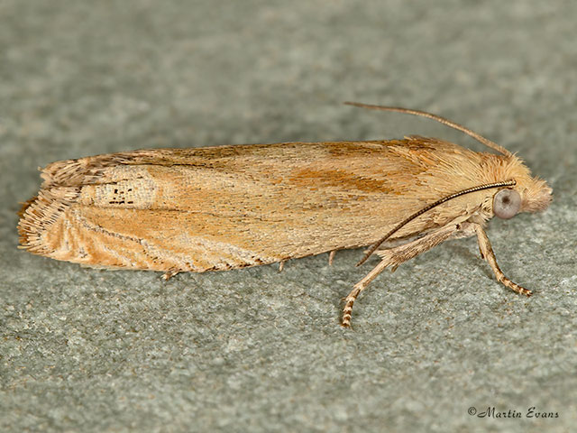  49.267 Eucosma fulvana Copyright Martin Evans 