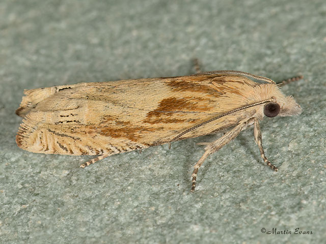 49.267 Eucosma fulvana Copyright Martin Evans 