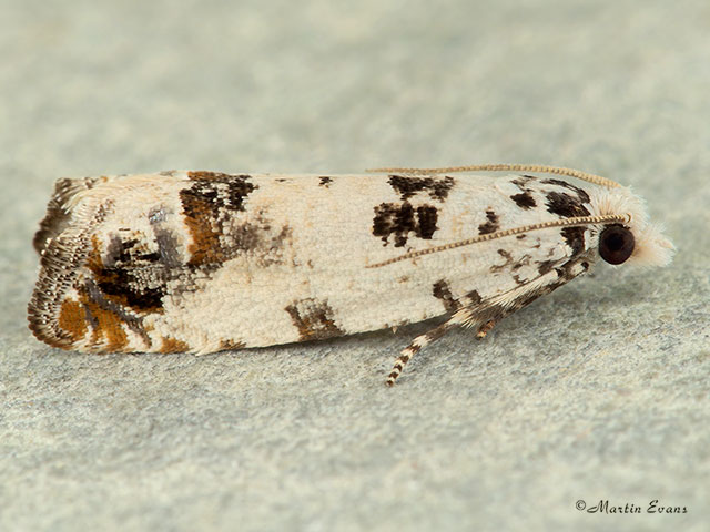  49.269 Eucosma campoliliana Copyright Martin Evans 
