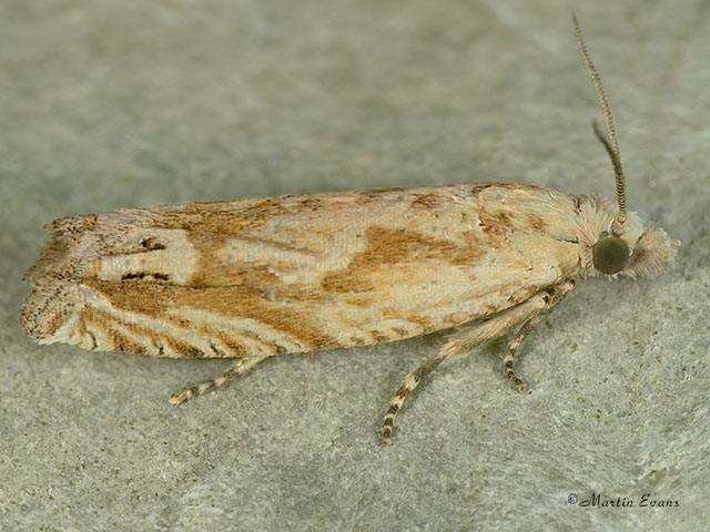 49.272 Eucosma tripoliana Copyright Martin Evans 