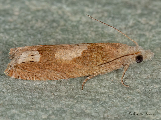  49.275 Eucosma conterminana Copyright Martin Evans 