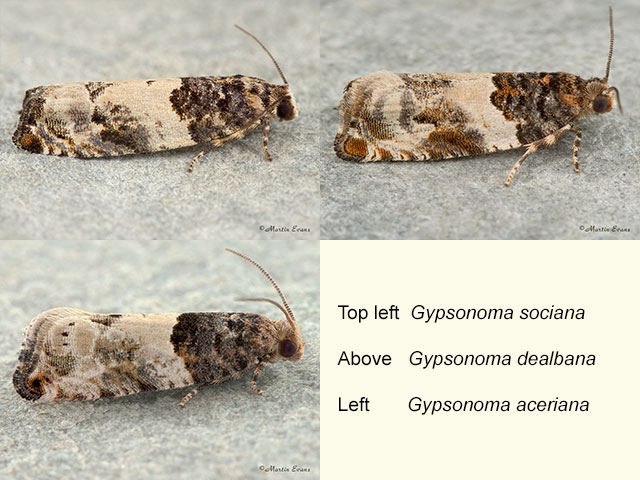  49.281 Gypsonoma sociana, Gypsonoma dealbana and Gypsonoma aceriana Copyright Martin Evans 