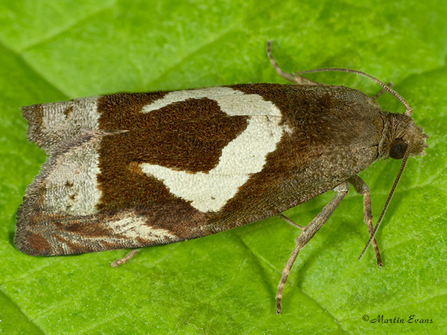  49.288 Epiblema foenella Copyright Martin Evans 