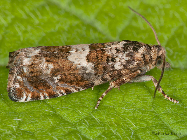  49.289 Epiblema costipunctana Copyright Martin Evans 