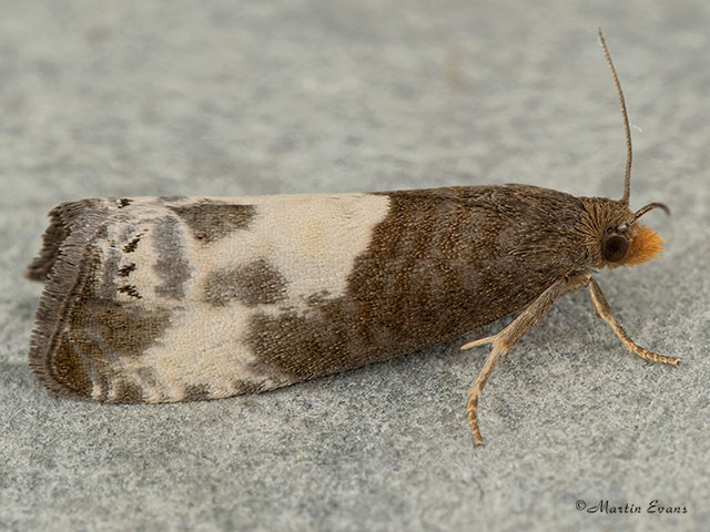  49.292 Notocelia cynosbatella Copyright Martin Evans 