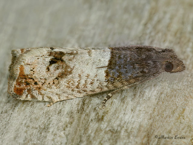  49.295 Notocelia roborana Copyright Martin Evans 
