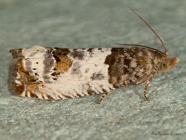  49.297 Notocelia rosaecolana Copyright Martin Evans 