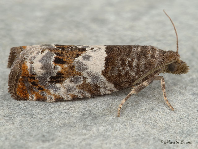  49.298 Notocelia trimaculana Copyright Martin Evans 