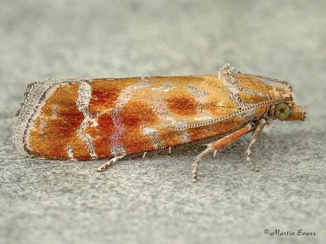  49.305 Rhyacionia buoliana Copyright Martin Evans 