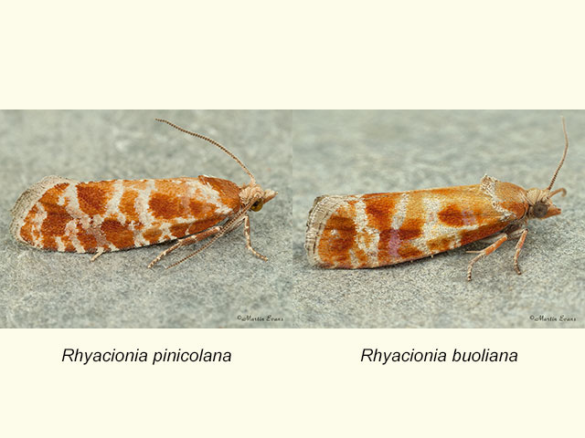  49.306 Rhyacionia pinicolana and Rhyacionia buoliana Copyright Martin Evans 