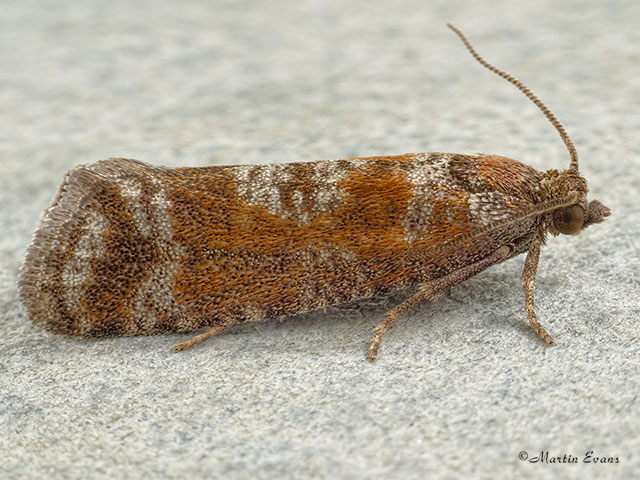  49.307 Rhyacionia pinivorana Copyright Martin Evans 