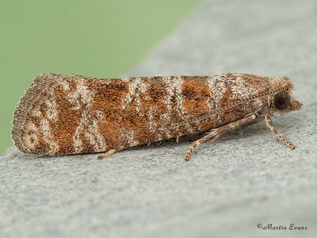  49.307 Rhyacionia pinivorana Copyright Martin Evans 