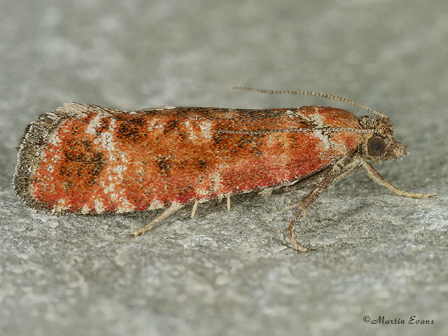  49.307 Rhyacionia pinivorana Copyright Martin Evans 