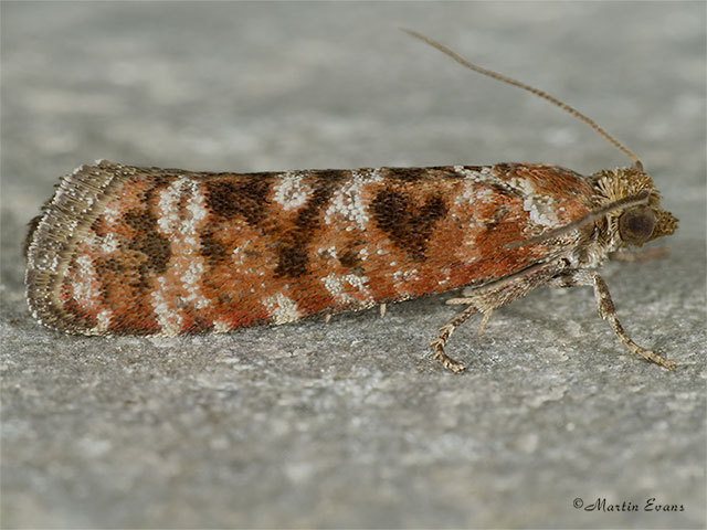  49.307 Rhyacionia pinivorana Copyright Martin Evans 