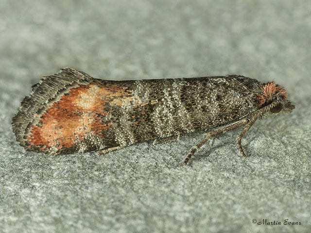  49.308 Elgin Shoot Moth Rhyacionia logaea Copyright Martin Evans 