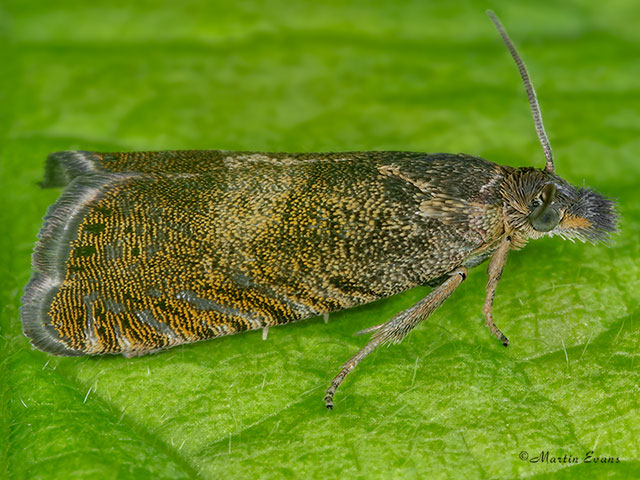  49.309 Dichrorampha plumbana Copyright Martin Evans 