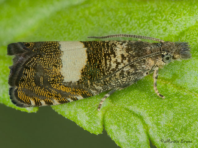  49.313 Dichrorampha sequana Copyright Martin Evans 