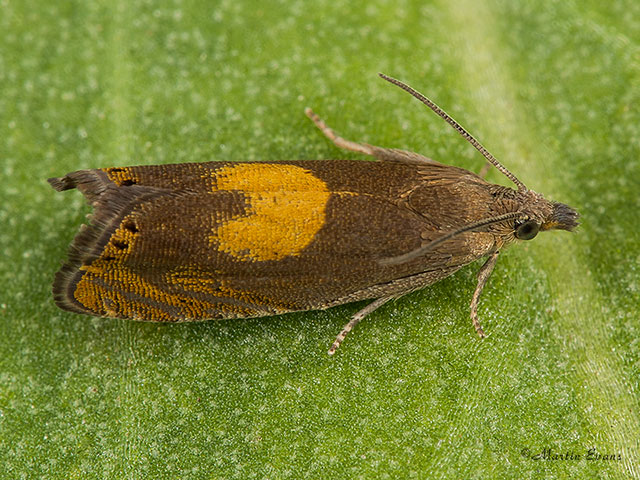  49.320 Dichrorampha alpinana Copyright Martin Evans 