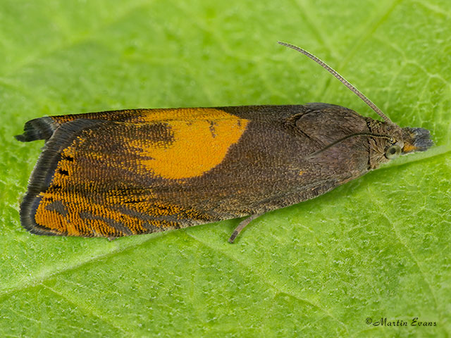  49.320 Dichrorampha alpinana Copyright Martin Evans 