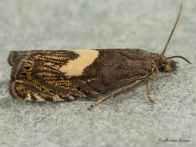  49.321 Dichrorampha petiverella Copyright Martin Evans 