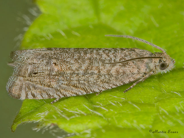  49.327 Cydia microgrammana Copyright Martin Evans 
