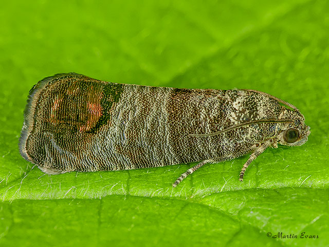  49.338 Cydia pomonella Copyright Martin Evans 
