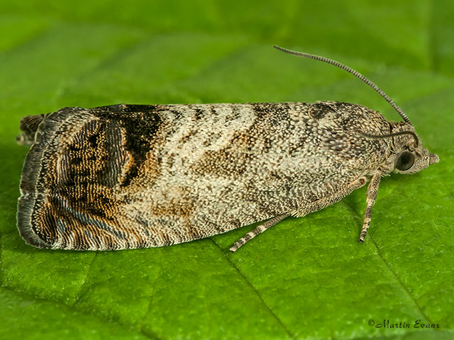  49.341 Cydia splendana Copyright Martin Evans 