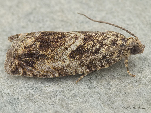  49.342 Cydia fagiglandana Copyright Martin Evans 